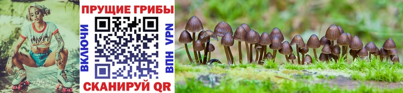 Галлюциногенные грибы Cubensis  купить  цена  Петровск 